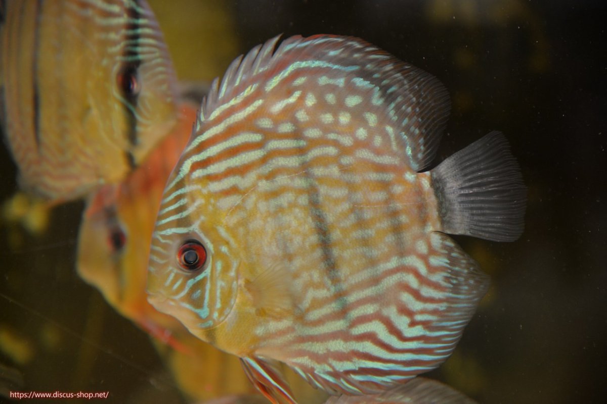 画像2: 【30周年記念セール対象個体】【ワイルドディスカス】【通販】【紅赤必至の産地】ラーゴイナヌ タイプロイヤルレッドエディ【個体販売】15cm（生体）ラーゴイナヌ産 (2)