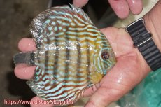 画像2: 【ワイルドディスカス】【通販】【紅赤必至の産地】ラーゴイナヌ タイプロイヤルレッドエディ【個体販売】15cm（生体）ラーゴイナヌ産 (2)