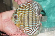 画像3: 【30周年記念セール対象個体】【ワイルドディスカス】【通販】【紅赤必至の産地】ラーゴイナヌ タイプロイヤルレッドエディ【個体販売】15cm（生体）ラーゴイナヌ産 (3)