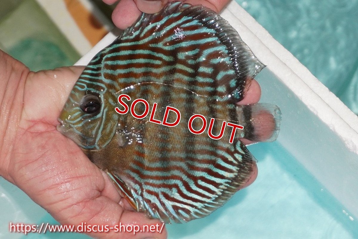 画像3: 【ワイルドディスカス】【通販】【紅赤必至の産地】ラーゴイナヌ タイプロイヤルレッドエディ【個体販売】15cm（生体）ラーゴイナヌ産 (3)