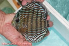 画像3: 【ワイルドディスカス】【通販】【紅赤必至の産地】ラーゴイナヌ タイプロイヤルレッドエディ【個体販売】15cm（生体）ラーゴイナヌ産 (3)