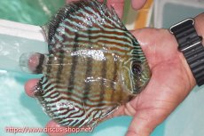 画像4: 【ワイルドディスカス】【通販】【紅赤必至の産地】ラーゴイナヌ タイプロイヤルレッドエディ【個体販売】15cm（生体）ラーゴイナヌ産 (4)