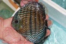 画像1: 【ワイルドディスカス】【通販】【紅赤必至の産地】ラーゴイナヌ タイプロイヤルレッドエディ（金目）【個体販売】15cm（生体）ラーゴイナヌ産 (1)