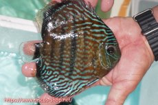 画像2: 【ワイルドディスカス】【通販】【紅赤必至の産地】ラーゴイナヌ タイプロイヤルレッドエディ（金目）【個体販売】15cm（生体）ラーゴイナヌ産 (2)