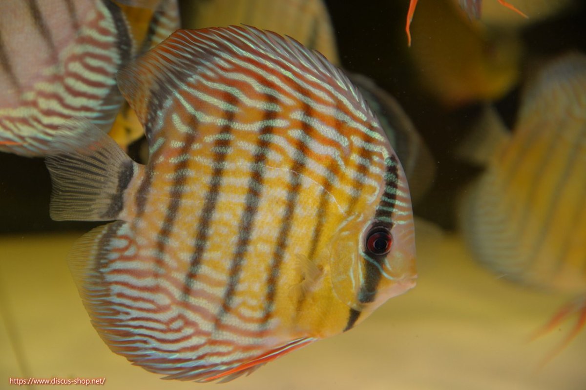 画像1: 【30周年記念セール対象個体】【ワイルドディスカス】【通販】【紅赤必至の産地】ラーゴイナヌ タイプロイヤルレッドエディ【個体販売】15cm（生体）ラーゴイナヌ産 (1)