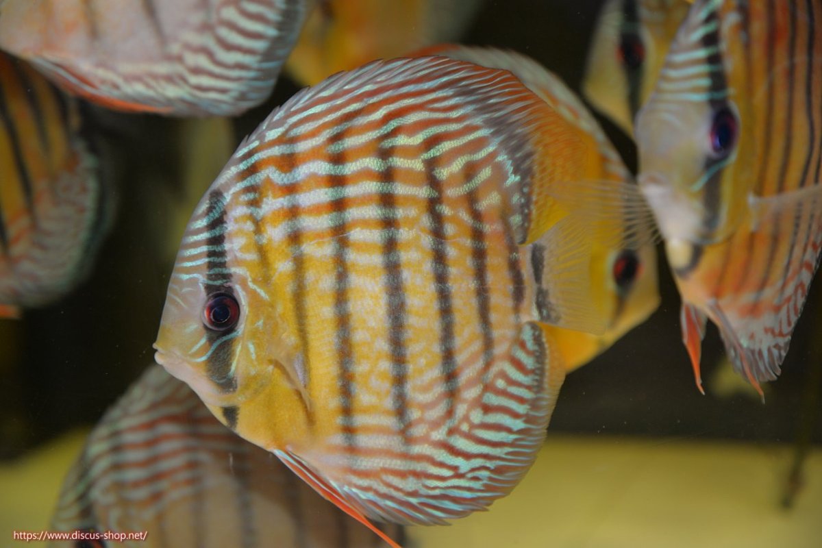 画像2: 【30周年記念セール対象個体】【ワイルドディスカス】【通販】【紅赤必至の産地】ラーゴイナヌ タイプロイヤルレッドエディ【個体販売】15cm（生体）ラーゴイナヌ産 (2)