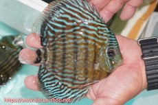 画像2: 【ワイルドディスカス】【通販】【紅赤必至の産地】ラーゴイナヌ タイプロイヤルレッドエディ（金目）【個体販売】15cm（生体）ラーゴイナヌ産 (2)