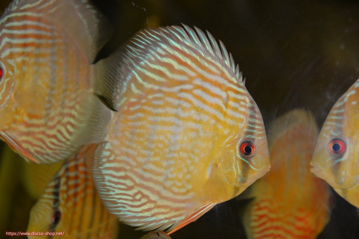 画像3: 【30周年記念セール対象個体】【ワイルドディスカス】【通販】【紅赤必至の産地】ラーゴイナヌ タイプロイヤルレッドエディ【個体販売】15cm（生体）ラーゴイナヌ産 (3)