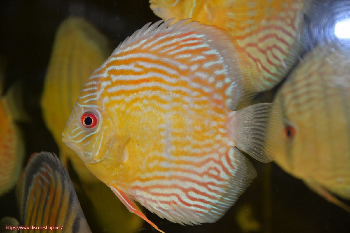 画像1: 【30周年記念セール対象個体】【ワイルドディスカス】【通販】【紅赤必至の産地】ラーゴイナヌ タイプロイヤルレッドエディ【個体販売】15cm（生体）ラーゴイナヌ産 (1)