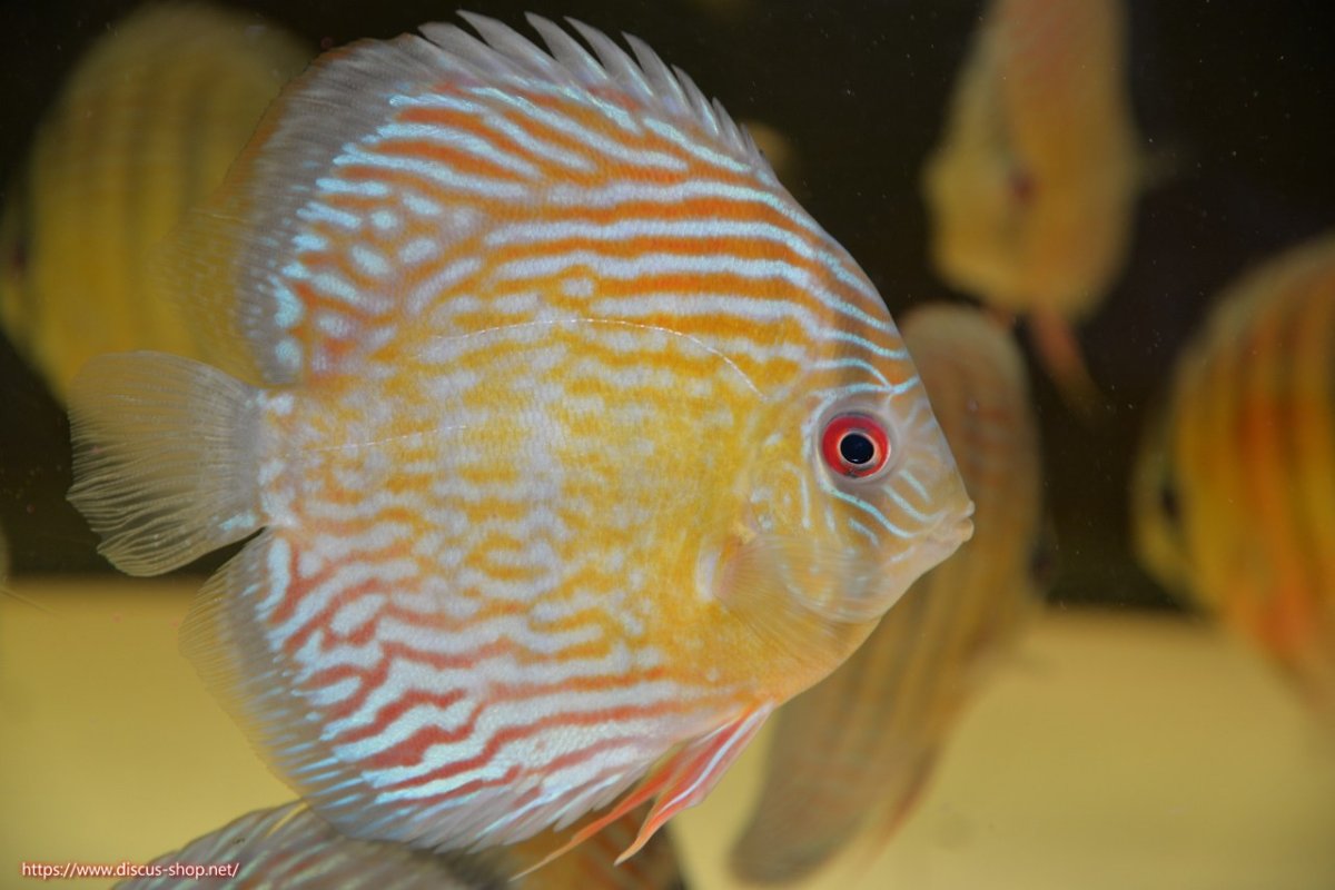 画像2: 【30周年記念セール対象個体】【ワイルドディスカス】【通販】【紅赤必至の産地】ラーゴイナヌ タイプロイヤルレッドエディ【個体販売】15cm（生体）ラーゴイナヌ産 (2)