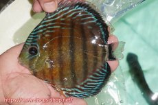 画像1: 【ワイルドディスカス】【通販】【紅赤必至の産地】ラーゴイナヌ タイプレッドエディ（金目）【個体販売】15cm（生体）ラーゴイナヌ産 (1)