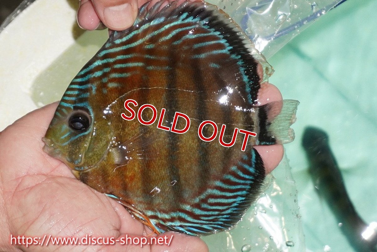 画像2: 【ワイルドディスカス】【通販】【紅赤必至の産地】ラーゴイナヌ タイプレッドエディ（金目）【個体販売】15cm（生体）ラーゴイナヌ産 (2)