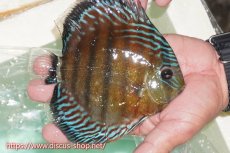 画像2: 【ワイルドディスカス】【通販】【紅赤必至の産地】ラーゴイナヌ タイプレッドエディ（金目）【個体販売】15cm（生体）ラーゴイナヌ産 (2)