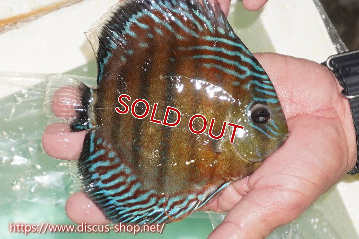 画像3: 【ワイルドディスカス】【通販】【紅赤必至の産地】ラーゴイナヌ タイプレッドエディ（金目）【個体販売】15cm（生体）ラーゴイナヌ産 (3)