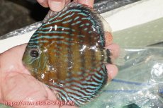 画像1: 【ワイルドディスカス】【通販】【紅赤必至の産地】ラーゴイナヌ タイプレッドエディ（金目）【個体販売】15cm（生体）ラーゴイナヌ産 (1)