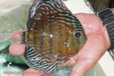 画像2: 【ワイルドディスカス】【通販】【紅赤必至の産地】ラーゴイナヌ タイプレッドエディ（金目）【個体販売】15cm（生体）ラーゴイナヌ産 (2)