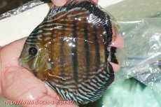 画像1: 【ワイルドディスカス】【通販】【紅赤必至の産地】ラーゴイナヌ タイプレッドエディ【個体販売】15cm（生体）ラーゴイナヌ産 (1)