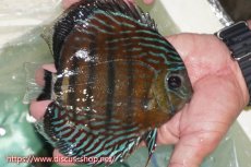 画像2: 【ワイルドディスカス】【通販】【紅赤必至の産地】ラーゴイナヌ タイプレッドエディ【個体販売】15cm（生体）ラーゴイナヌ産 (2)