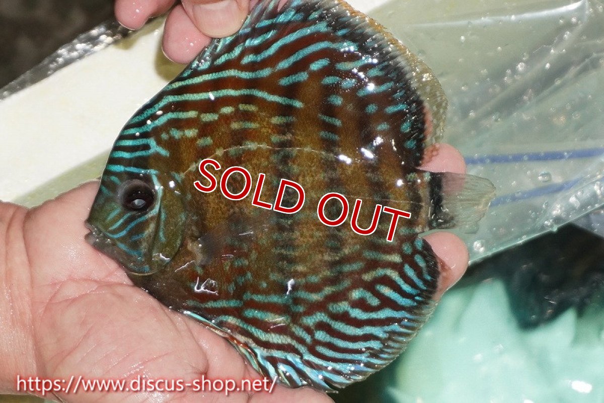 画像1: 【ワイルドディスカス】【通販】【紅赤必至の産地】ラーゴイナヌ タイプレッドエディ【個体販売】15cm（生体）ラーゴイナヌ産 (1)