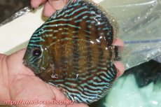 画像1: 【ワイルドディスカス】【通販】【紅赤必至の産地】ラーゴイナヌ タイプレッドエディ【個体販売】15cm（生体）ラーゴイナヌ産 (1)