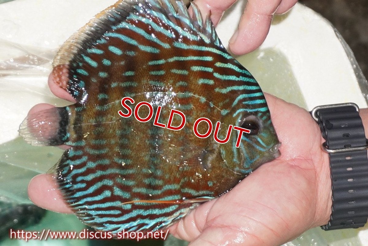 画像2: 【ワイルドディスカス】【通販】【紅赤必至の産地】ラーゴイナヌ タイプレッドエディ【個体販売】15cm（生体）ラーゴイナヌ産 (2)