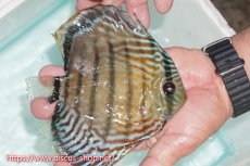 画像2: 【ワイルドディスカス】【通販】【紅赤必至の産地】ラーゴイナヌ タイプレッドエディ【個体販売】15cm（生体）ラーゴイナヌ産 (2)