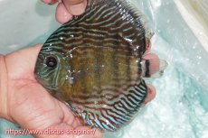 画像1: 【ワイルドディスカス】【通販】【紅赤必至の産地】ラーゴイナヌ タイプロイヤルレッドエディ【個体販売】15cm（生体）ラーゴイナヌ産 (1)