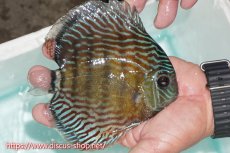 画像2: 【ワイルドディスカス】【通販】【紅赤必至の産地】ラーゴイナヌ タイプロイヤルレッドエディ【個体販売】15cm（生体）ラーゴイナヌ産 (2)