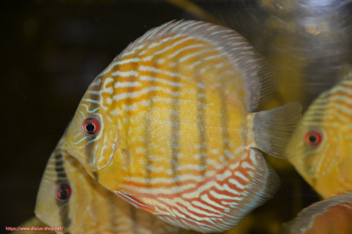 画像1: 【30周年記念セール対象個体】【ワイルドディスカス】【通販】【紅赤必至の産地】ラーゴイナヌ タイプレッドエディ【個体販売】15cm（生体）ラーゴイナヌ産 (1)