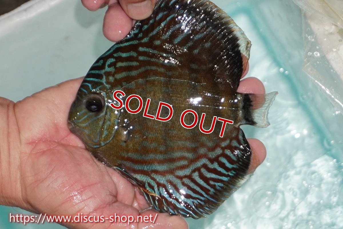 画像2: 【サマーセール対象個体　２匹以上でクーポンご利用で20％OFF】【ワイルドディスカス】【通販】【紅赤必至の産地】ラーゴイナヌ タイプレッドエディ【個体販売】15cm（生体）ラーゴイナヌ産 (2)