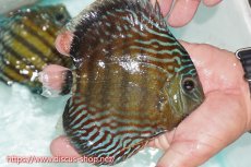 画像2: 【ワイルドディスカス】【通販】【紅赤必至の産地】ラーゴイナヌ タイプレッドエディ【個体販売】15cm（生体）ラーゴイナヌ産 (2)