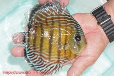 画像2: 【ワイルドディスカス】【通販】【紅赤必至の産地】ラーゴイナヌ タイプレッドエディ【個体販売】15cm（生体）ラーゴイナヌ産 (2)