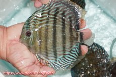 画像1: 【ワイルドディスカス】【通販】【紅赤必至の産地】ラーゴイナヌ タイプロイヤルレッドエディ【個体販売】15cm（生体）ラーゴイナヌ産 (1)