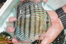 画像3: 【30周年記念セール対象個体】【ワイルドディスカス】【通販】【紅赤必至の産地】ラーゴイナヌ タイプロイヤルレッドエディ【個体販売】15cm（生体）ラーゴイナヌ産 (3)