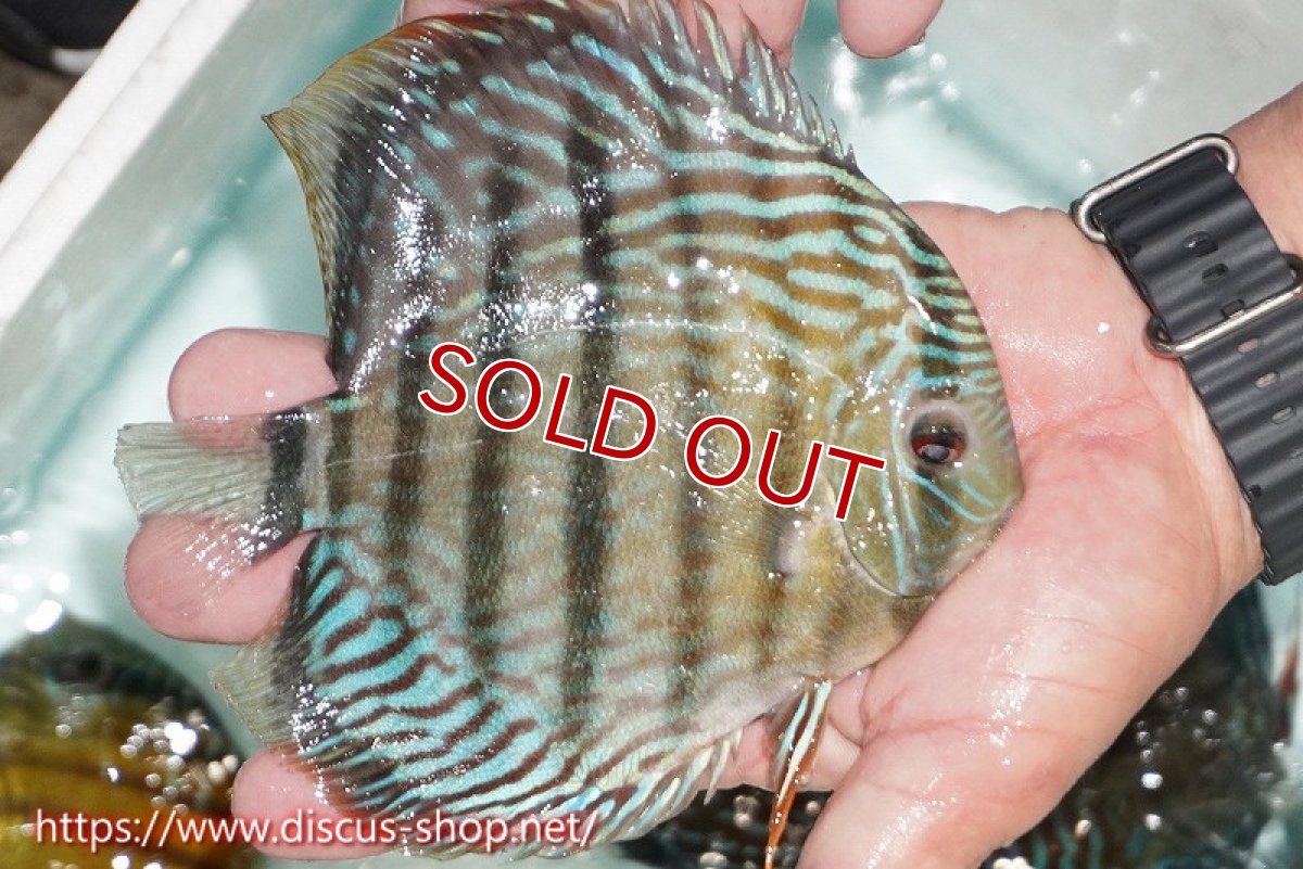 画像4: 【サマーセール対象個体　２匹以上でクーポンご利用で20％OFF】【ワイルドディスカス】【通販】【紅赤必至の産地】ラーゴイナヌ タイプロイヤルレッドエディ【個体販売】15cm（生体）ラーゴイナヌ産 (4)
