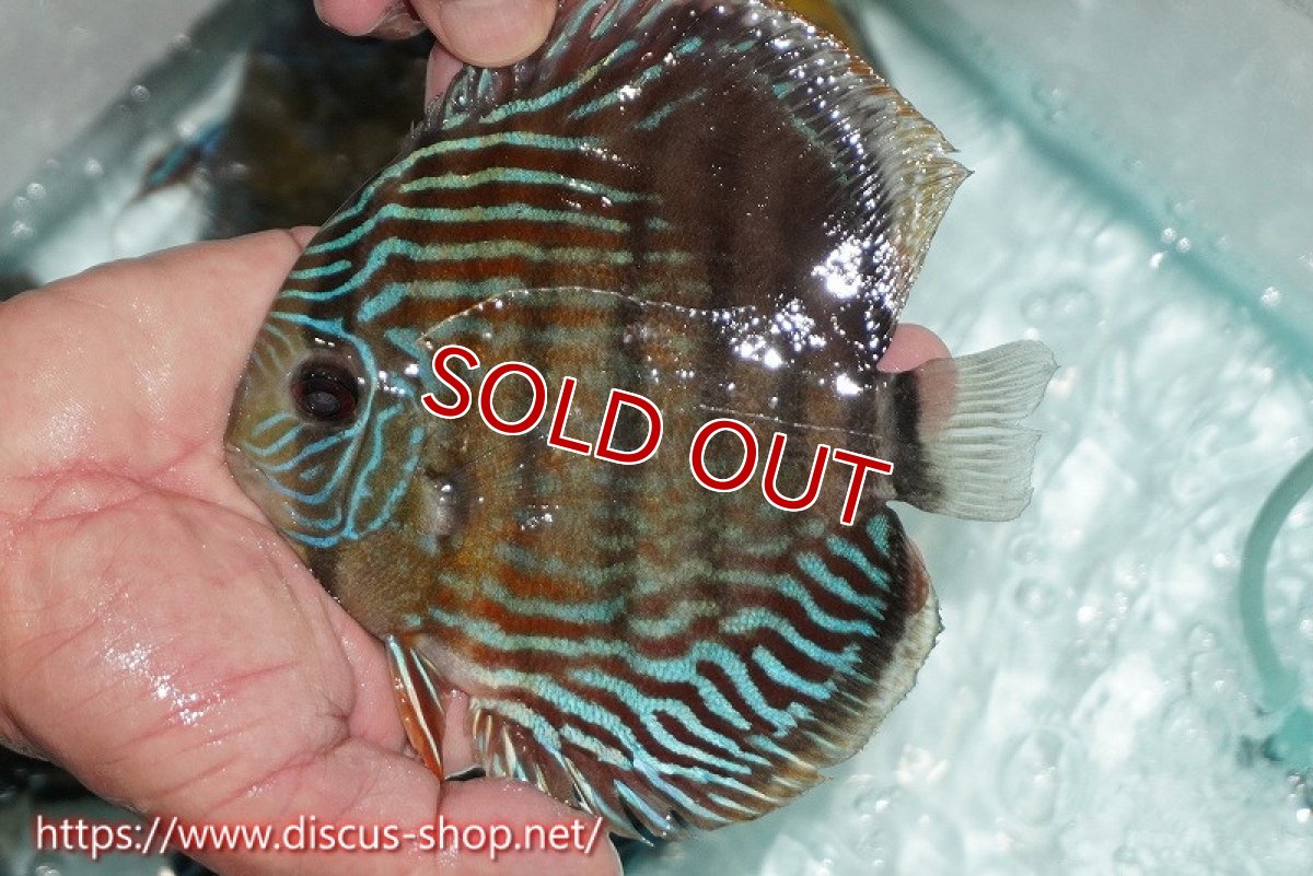 画像4: 【ワイルドディスカス】【通販】【紅赤必至の産地】ラーゴイナヌ タイプレッドエディ【個体販売】15cm（生体）ラーゴイナヌ産 (4)