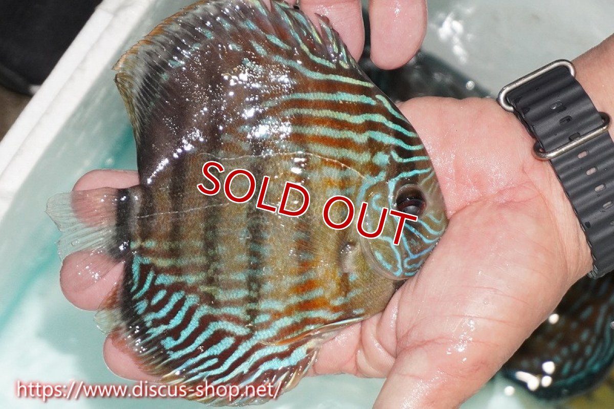 画像5: 【ワイルドディスカス】【通販】【紅赤必至の産地】ラーゴイナヌ タイプレッドエディ【個体販売】15cm（生体）ラーゴイナヌ産 (5)