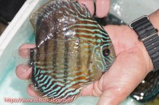 画像5: 【ワイルドディスカス】【通販】【紅赤必至の産地】ラーゴイナヌ タイプレッドエディ【個体販売】15cm（生体）ラーゴイナヌ産 (5)