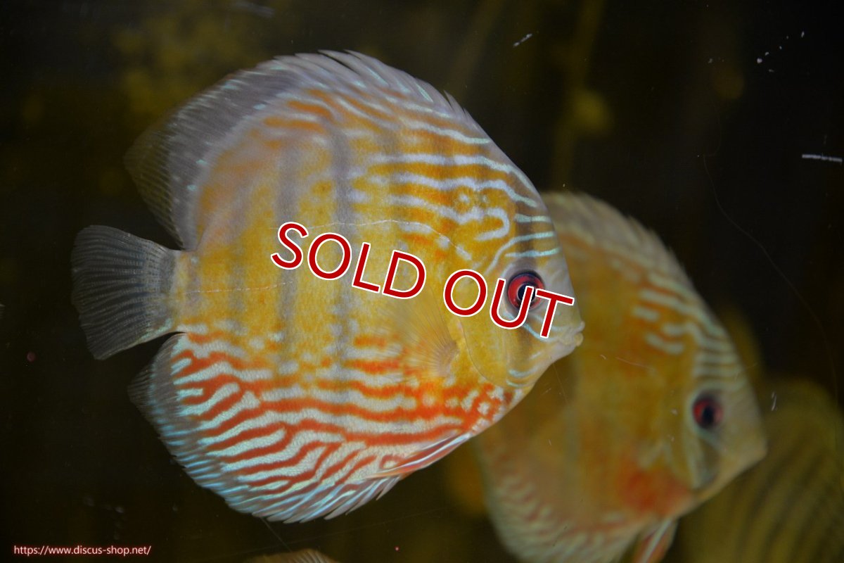 画像1: 【ワイルドディスカス】【通販】【紅赤必至の産地】ラーゴイナヌ タイプレッドエディ【個体販売】15cm（生体）ラーゴイナヌ産 (1)