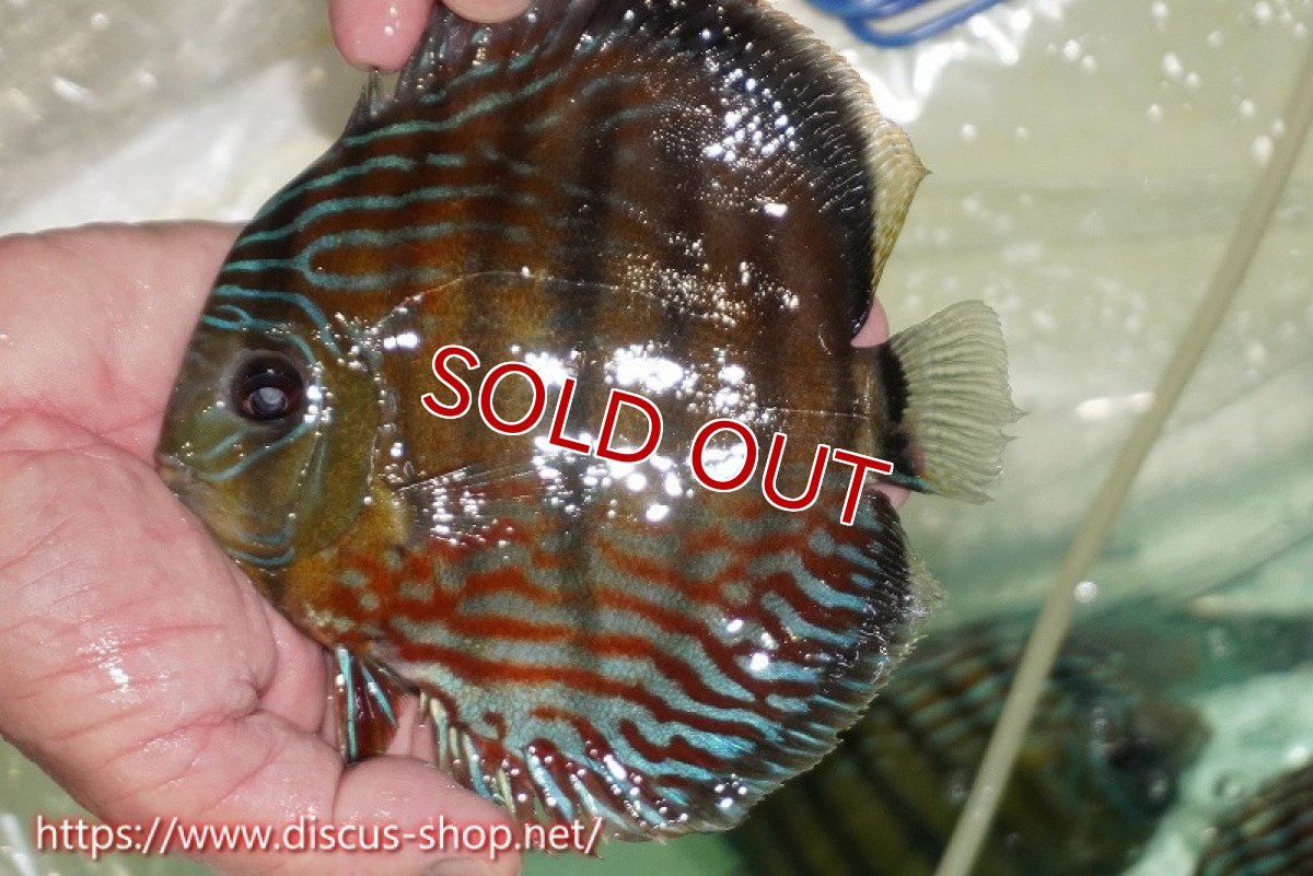 画像2: 【ワイルドディスカス】【通販】【紅赤必至の産地】ラーゴイナヌ タイプレッドエディ【個体販売】15cm（生体）ラーゴイナヌ産 (2)