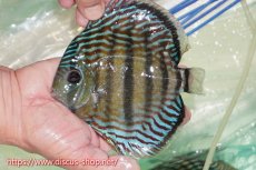 画像1: 【ワイルドディスカス】【通販】【紅赤必至の産地】ラーゴイナヌ タイプレッドエディ（オレンジ目）【個体販売】15cm（生体）ラーゴイナヌ産 (1)