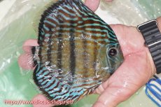 画像2: 【ワイルドディスカス】【通販】【紅赤必至の産地】ラーゴイナヌ タイプレッドエディ（オレンジ目）【個体販売】15cm（生体）ラーゴイナヌ産 (2)