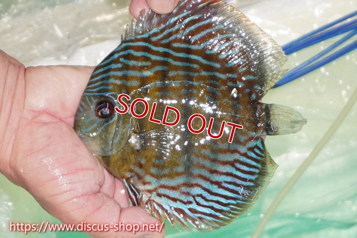 画像1: 【サマーセール対象個体　２匹以上でクーポンご利用で20％OFF】【ワイルドディスカス】【通販】【紅赤必至の産地】ラーゴイナヌ タイプレッドエディ【個体販売】15cm（生体）ラーゴイナヌ産 (1)