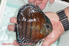 画像2: 【ワイルドディスカス】【通販】【紅赤必至の産地】ラーゴイナヌ レッドデヴィル【個体販売】15cm（生体）ラーゴイナヌ産 (2)