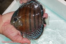 画像3: 【ワイルドディスカス】【通販】【紅赤必至の産地】ラーゴイナヌ レッドデヴィル【個体販売】15cm（生体）ラーゴイナヌ産 (3)