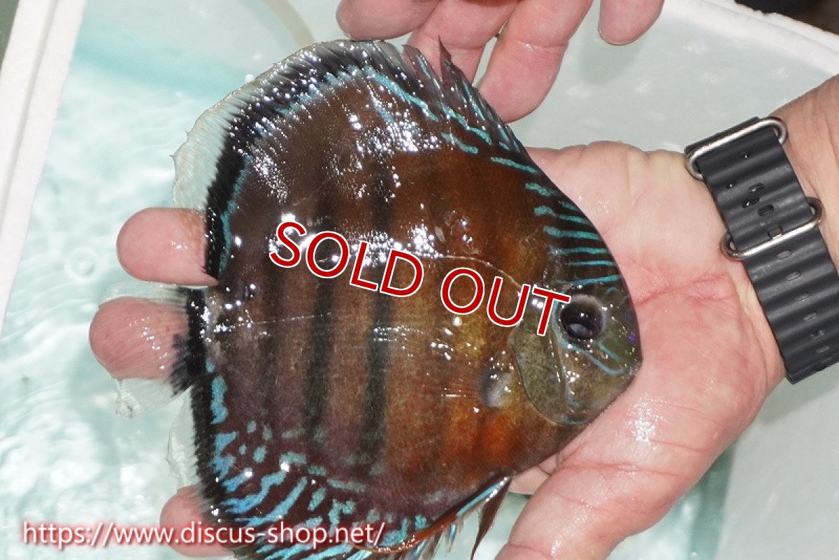 画像4: 【ワイルドディスカス】【通販】【紅赤必至の産地】ラーゴイナヌ レッドデヴィル【個体販売】15cm（生体）ラーゴイナヌ産 (4)