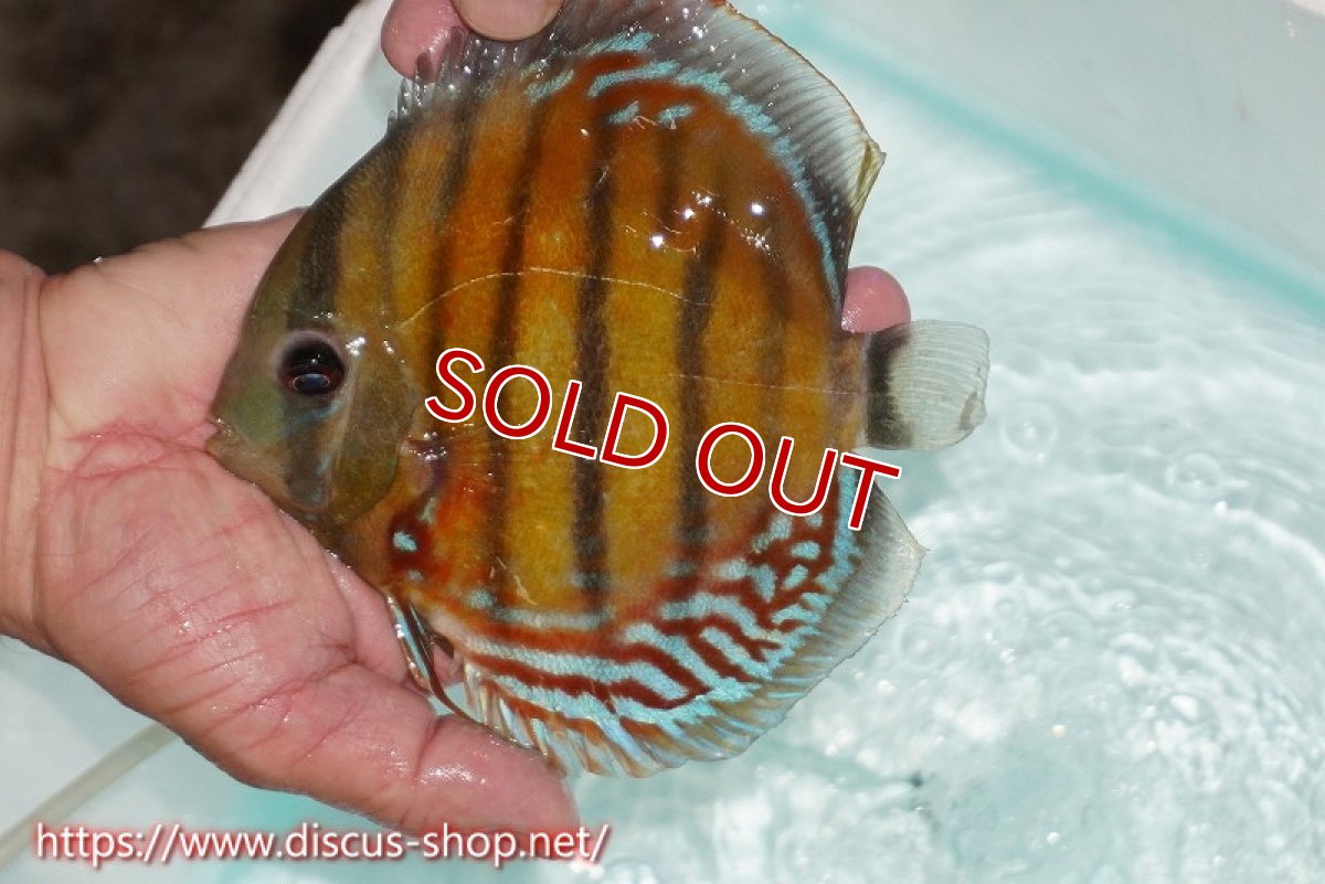 画像1: 【ワイルドディスカス】【通販】【紅赤必至の産地】ラーゴイナヌ レッドデヴィル【個体販売】15cm（生体）ラーゴイナヌ産 (1)