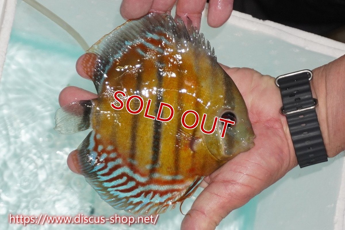 画像3: 【ワイルドディスカス】【通販】【紅赤必至の産地】ラーゴイナヌ レッドデヴィル【個体販売】15cm（生体）ラーゴイナヌ産 (3)