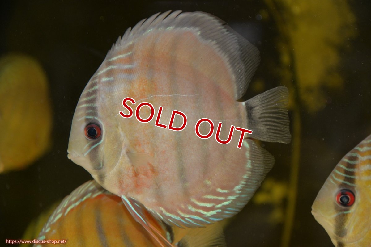 画像1: 【ワイルドディスカス】【通販】【紅赤必至の産地】ラーゴイナヌ レッドデヴィル【個体販売】15cm（生体）ラーゴイナヌ産 (1)