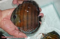 画像1: 【ワイルドディスカス】【通販】【紅赤必至の産地】ラーゴイナヌ レッドデヴィル【個体販売】15cm（生体）ラーゴイナヌ産 (1)